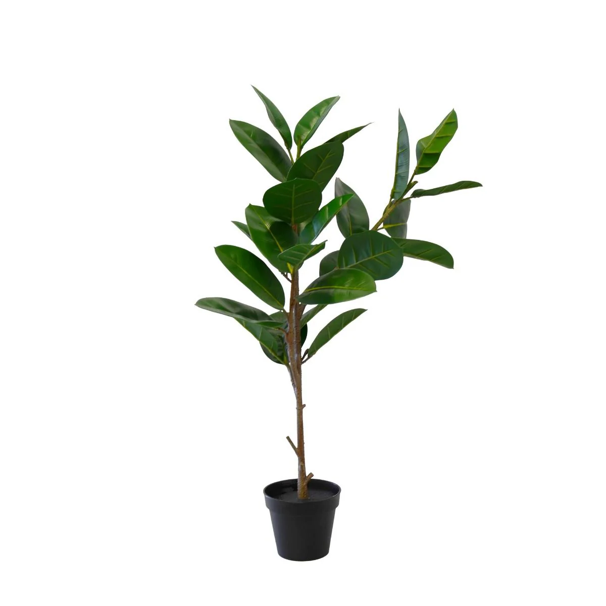 Plante Oak 95 cm
