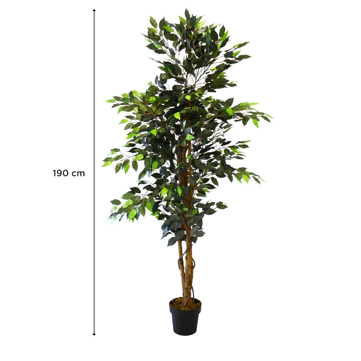Plante Ficus 190 cm - Image 2