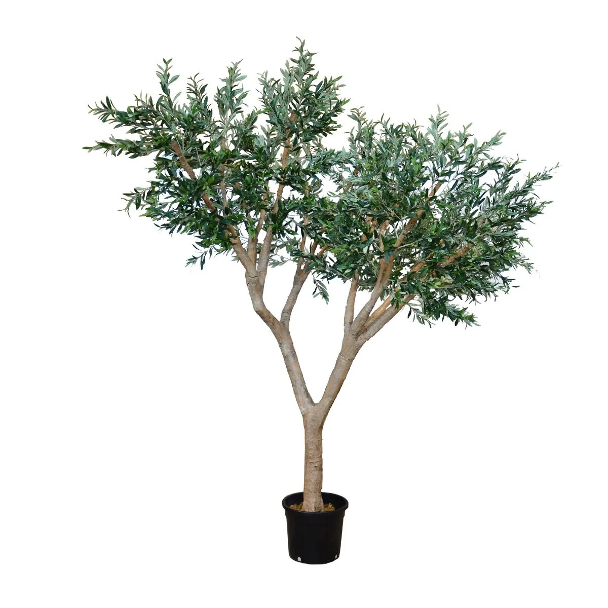 Plante Olivier 2.80 m