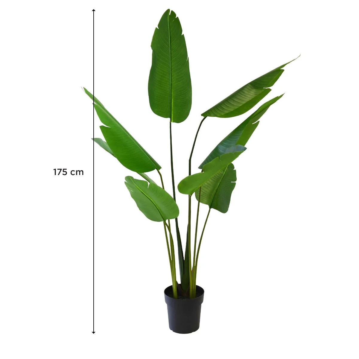 Plante Palmier Paradise 175 cm - Image 2