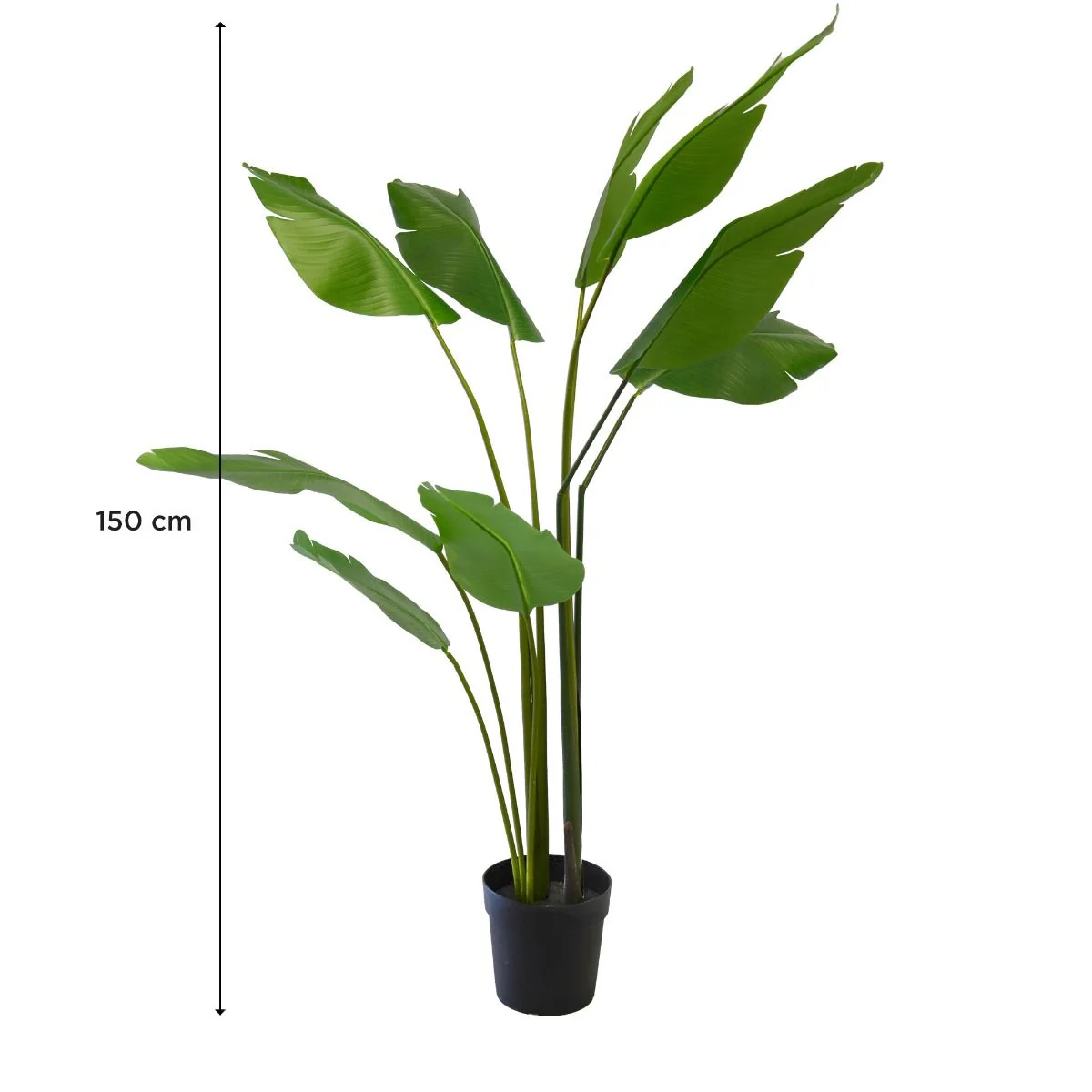 Plante Paradisaeidae 150 cm - Image 2